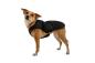 Preview: Ruffwear Quinzee Insulated Jacket Obsidian Black Gr. M Preview: Ruffwear Quinzee Insulated Jacket Obsidian Black Gr. M